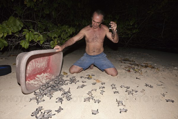Hawksbill sea turtles hatchlings are released into the sea, Eretmochelys imbricata, New Ireland,