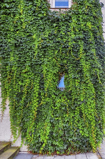 Facade with overgrown window and common Parthenocissus inserta, also known as five-leaved Wild Vine
