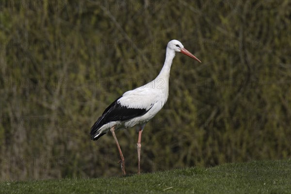 Weissstorch, Ciconia ciconia, white stork