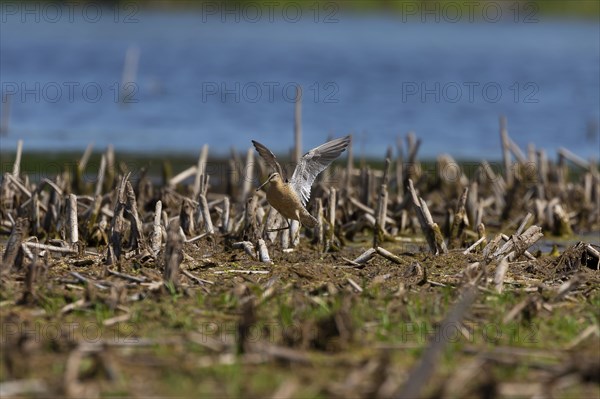 The short-billed dowitcher (Limnodromus griseus), shorebird in the marsh. Adult birds in summer