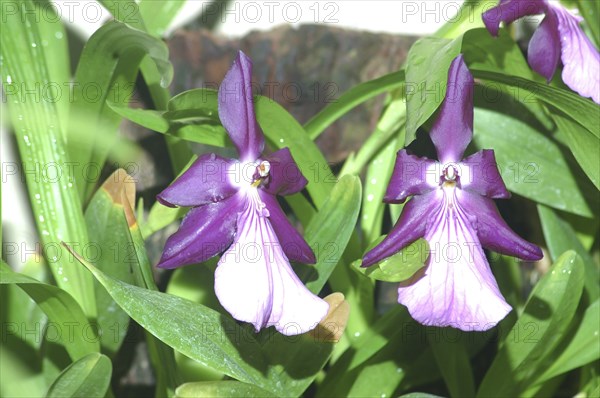 Purple orchids, probably Miltonia spectabilis