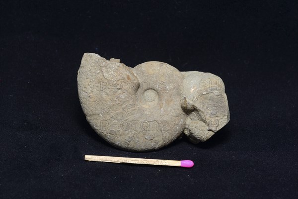 An ammonite fossil partly embedded in sandstone