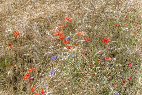 Wheat ears with blue cornflowers and red poppies in the background in front of the harvest