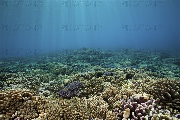 Healthy hard coral reef, Fakarava, Tuamotu Archipelago, French Polynesia, Oceania
