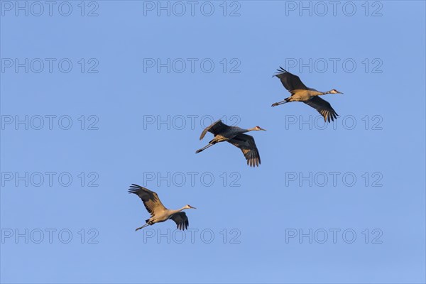 The Sandhill cranes (Antigone canadensis) in flight