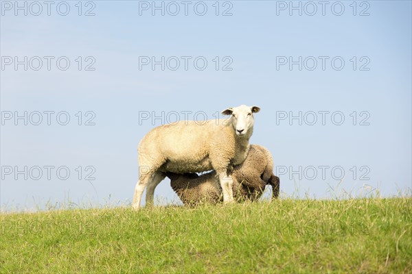 Suckling young sheep on a dyke crest with green grass against a blue sky