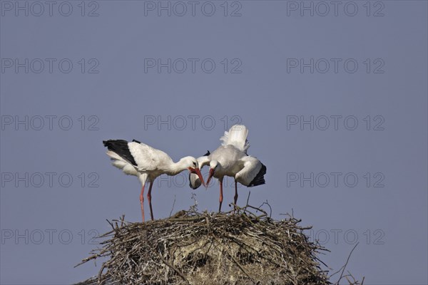 Weissstorch, Ciconia ciconia, white stork