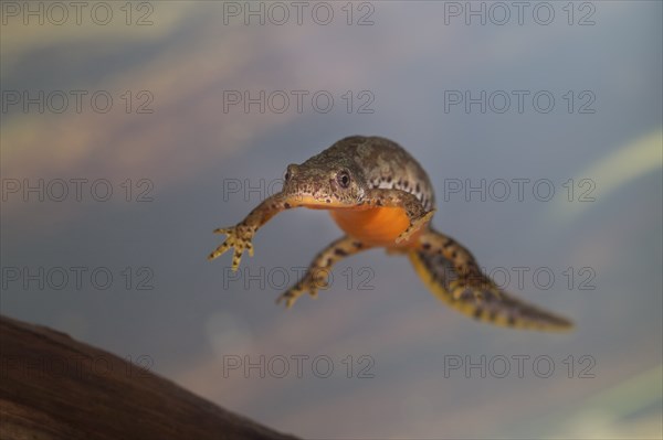 Alpine newt, Triturus alpestris