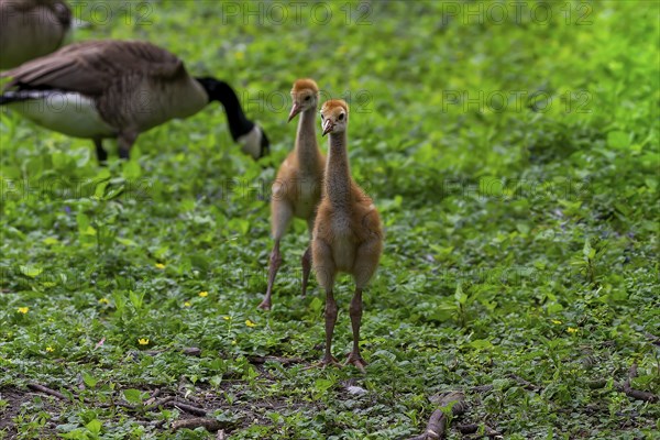 The Sandhill crane (Antigone canadensis), several day young ones in the meadow
