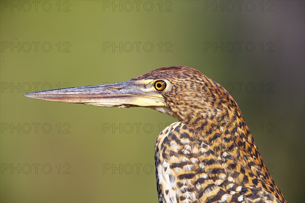 Rufescent tiger heron (Tigrisoma lineatum) Pantanal Brazil