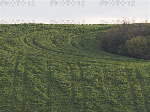 Vertical tractor tracks criss-cross a green field in Thuringia