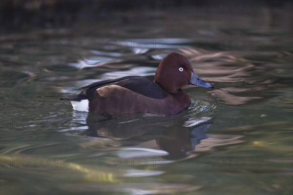 Moorente, Aythya nyroca, ferruginous duck