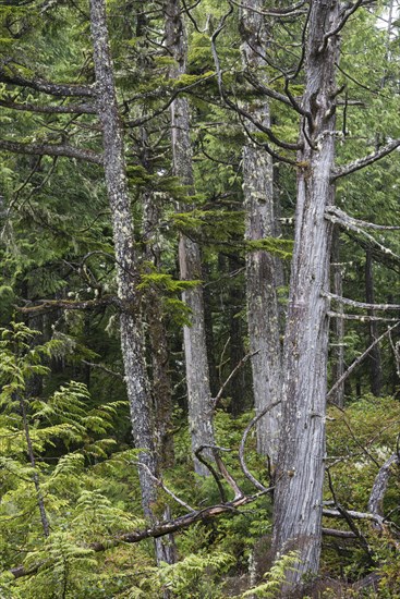 Giant live trees and hemlocks in the coastal rainforest of Vancouver Island in Canada
