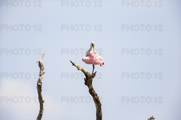 Roseate spoonbill (Ajaia ajaja) Pantanal Brazil
