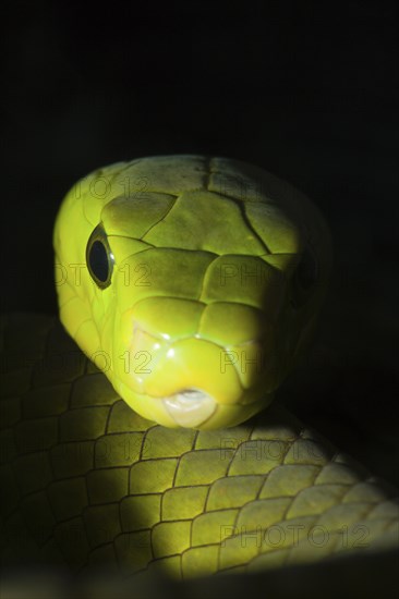 Common Mamba, Dendroaspis angusticeps, Kenya, Africa