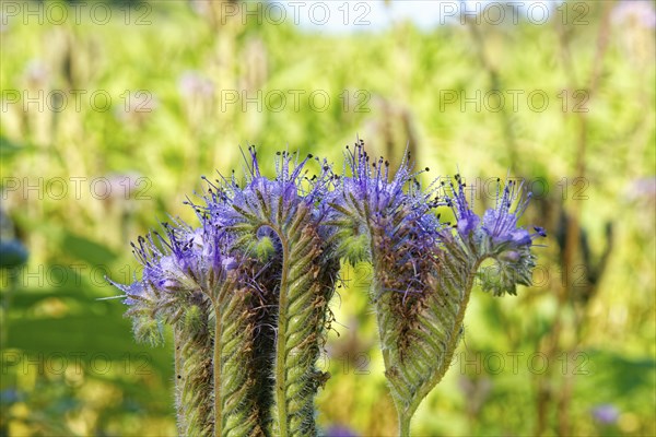 Field meadow with phacelia (bee pasture, bee friend, tufted beauty or tufted flower), close-up