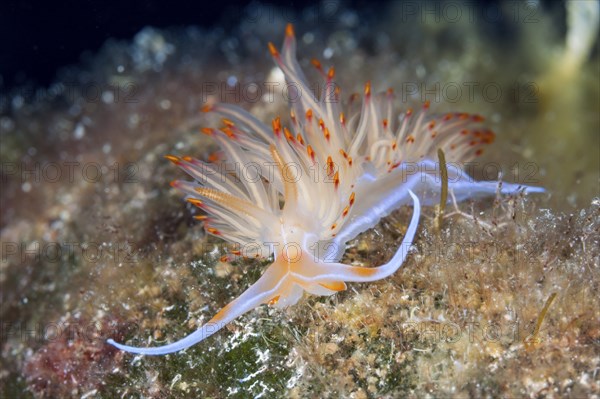 Large orange-red thread snail, Geodiva Nudibranch banyulensis, Vis Island, Mediterranean Sea,