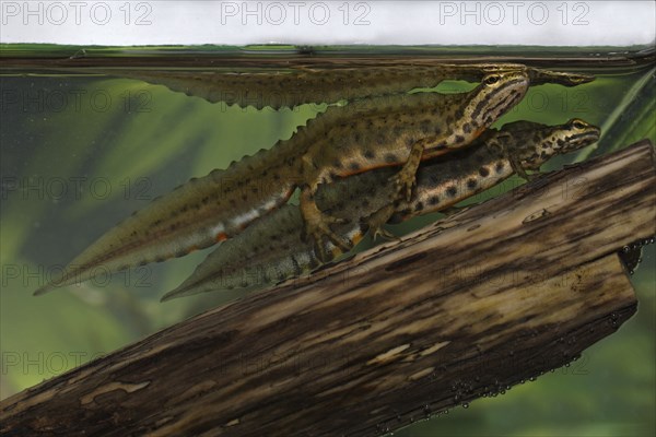 Pond newt, male, Lissotriton vulgaris, Syn.: Triturus vulgaris, smooth newt, male