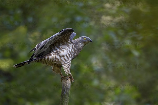 Honey buzzard, male, Pernis apivorus, European honey buzzard, male