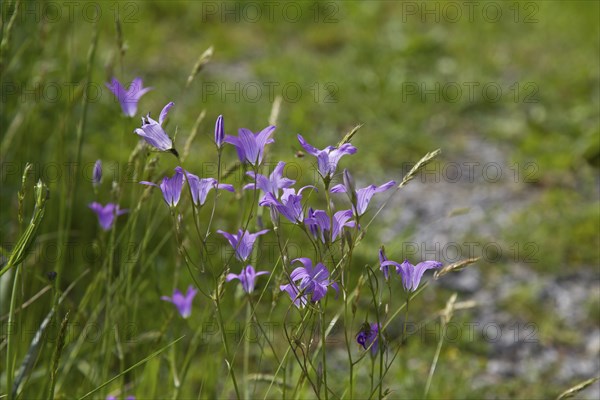 Campanula, bellflower