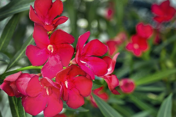 Red oleander (Nerium oleander) Allgäu, Bavaria, Germany, Europe