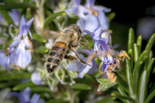 Honey bee flying towards a rosemary flower in spring, in front of a blurred background
