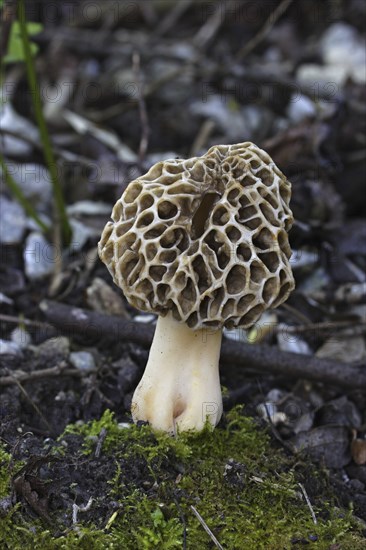 Edible morel, Morchella esculenta, common morel