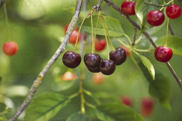 Clusters of bright red cherries in various stages of ripeness, hanging from the branch of a fruit