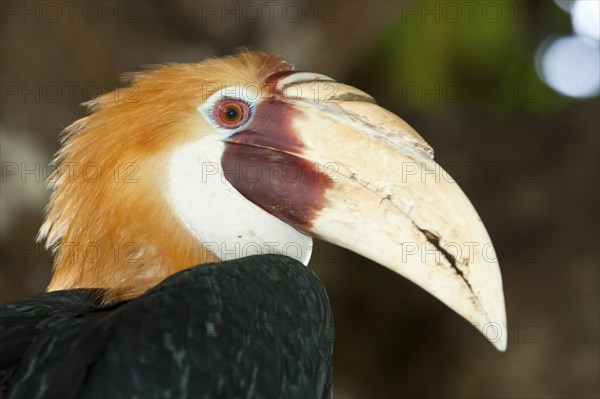 Papuan Hornbill, Rhyticeros plicatus, Tufi, Oro Province, Papua New Guinea, Oceania