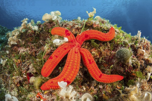 Purple starfish, Echinaster sepositus, Vis Island, Mediterranean Sea, Croatia, Europe