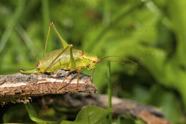 Broad-leaved sabre grasshopper, Barbitistes serricauda, grasshopper
