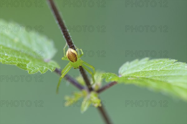 A Diaea dorsata spider sits on the stem of a stinging nettle
