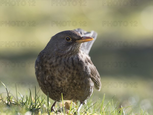 A female blackbird sits in a meadow