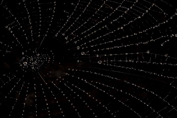 Spider web with water droplets against a black background
