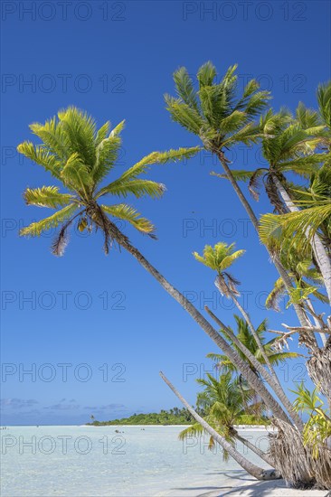 Coconut palms (Cocos nucifera) stretch towards the sun, private island, bird island, privileged,
