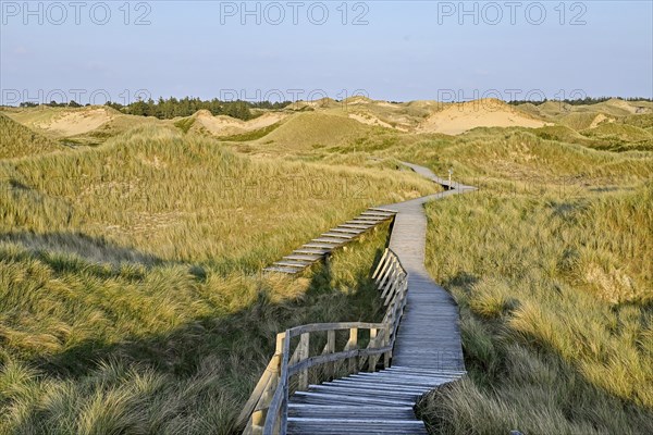 Boardwalk in the Amrum dunes nature reserve near Norddorf, Amrum, North Frisian Island, North