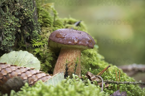 Wild Boletus pinophilus also known as the pine bolete or pinewood king bolete, surrounded by the