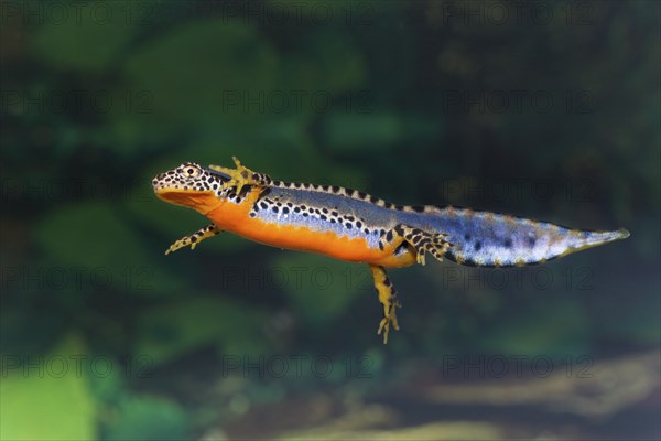 Alpine newt, Triturus alpestris, alpine newt