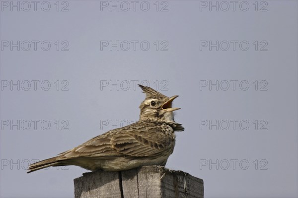 Crested lark, Galerida cristata, crested lark