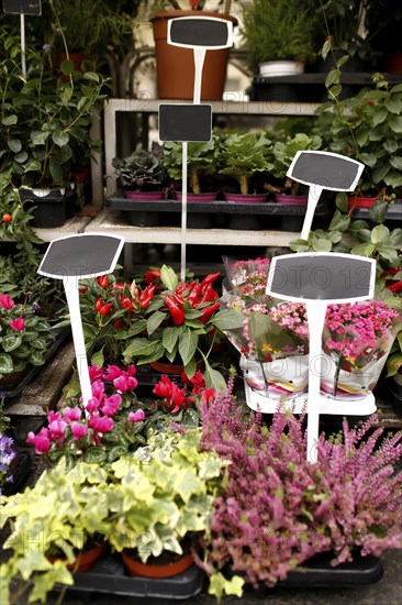 Different flowers in a shop show window with blank price tags.