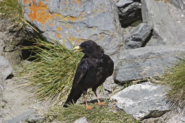 Alpine chough, Pyrrhocorax graculus, Alpine chough