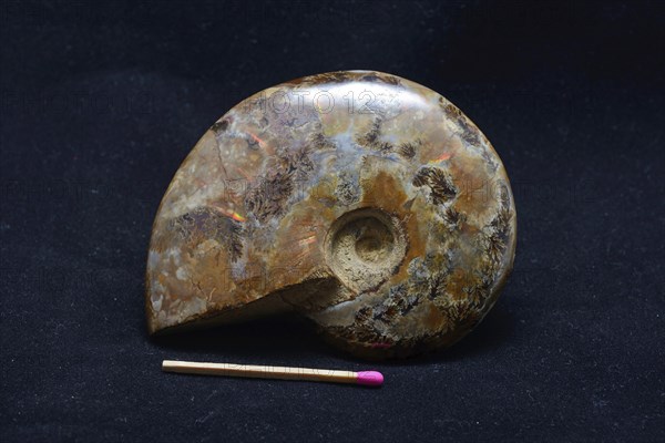 An ammonite fossil on black background