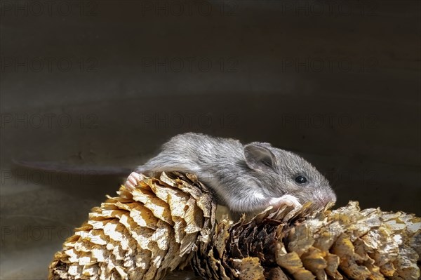 The house mouse (Mus musculusa) Few days old young house mouse