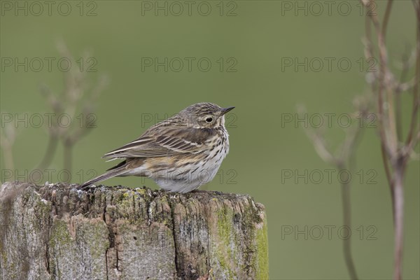 Meadow pipit, Anthus pratensis, meadow pipit