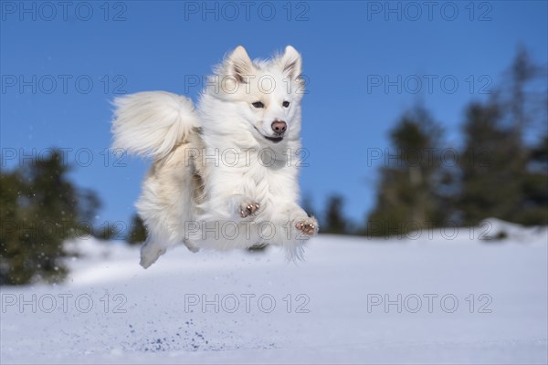 Jumping Icelandic dog in the snow