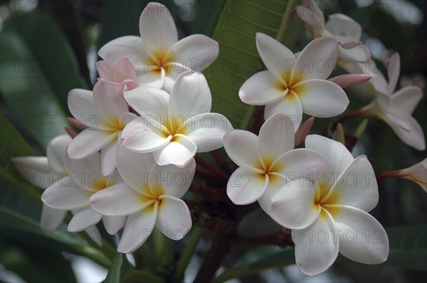 Mass of frangipanis on tree