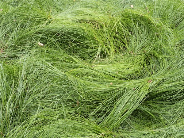 Quaking grass Sedge