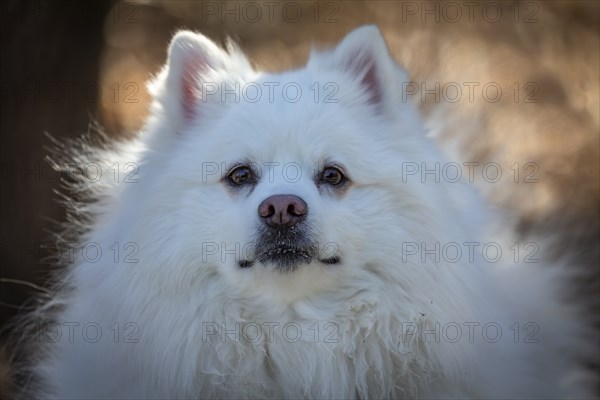 The Japanese Spitz is a small to medium breed of dog of the Spitz type