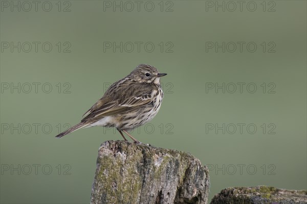 Meadow pipit, Anthus pratensis, meadow pipit