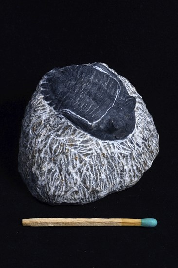 Small trilobite fossil still embedded in matrix
